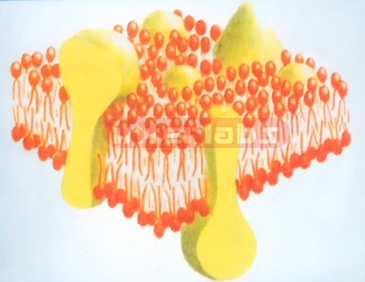 HUMAN CELL FLUID MOSAIC MODEL